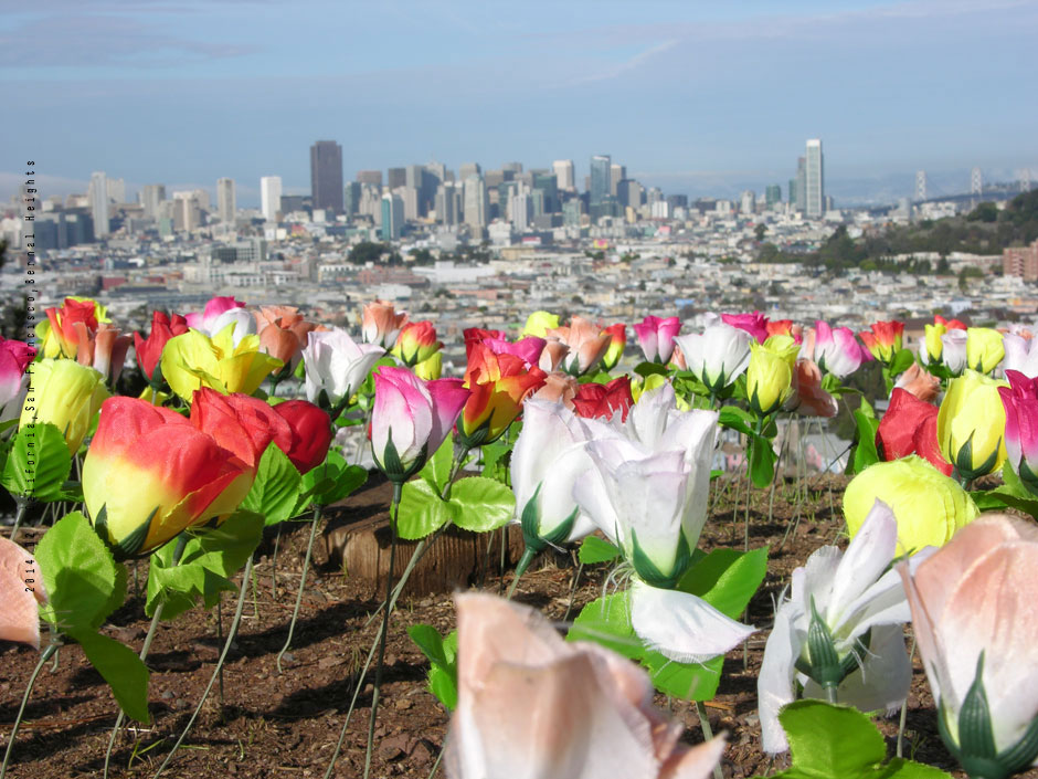 artificial flower field San Francisco